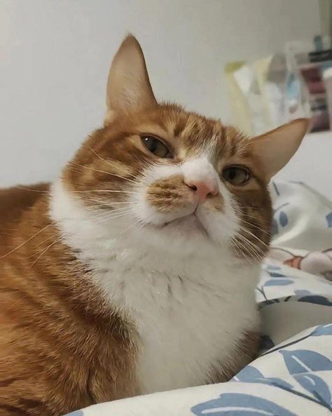 daktilock's tweet photo. Bir kedi, sahibine attığı sorgulayıcı bakışlarla evin yargı makamı olduğunu hissettirdi. https://t.co/SdrkvOYMAl