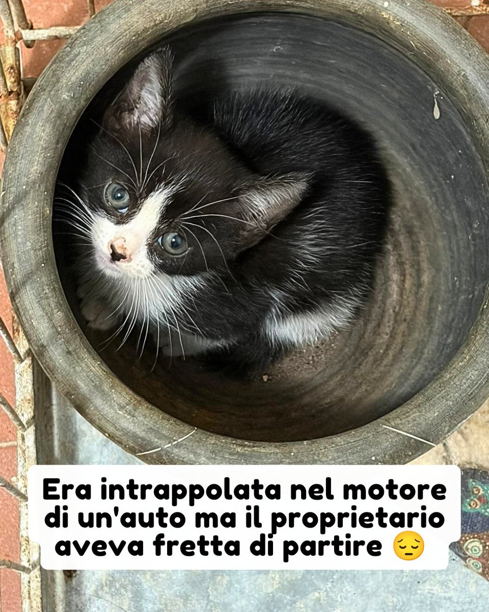 PetsProof's tweet photo. Info 327 6839331

"Devo partire non mi interessa": Queste sono state le parole agghiaccianti della proprietaria dell'auto, davanti al miagolio disperato di questa gattina di appena due mesi, intrappolata nel motore. 

Voleva mettere in moto e andare via 😭 #adozionegatto https://t.co/XVoDApKETZ