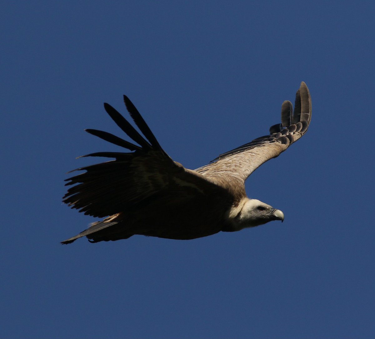 Davedack81's tweet photo. The number of raptors in the Spanish Pyrenees is astonishing, every day sky's filled with Griffons, Egyptian, Lammergeier, Eagles, Buzzards and quite often they showed very well too like this Griffon Vulture! https://t.co/YYDyhboOSX