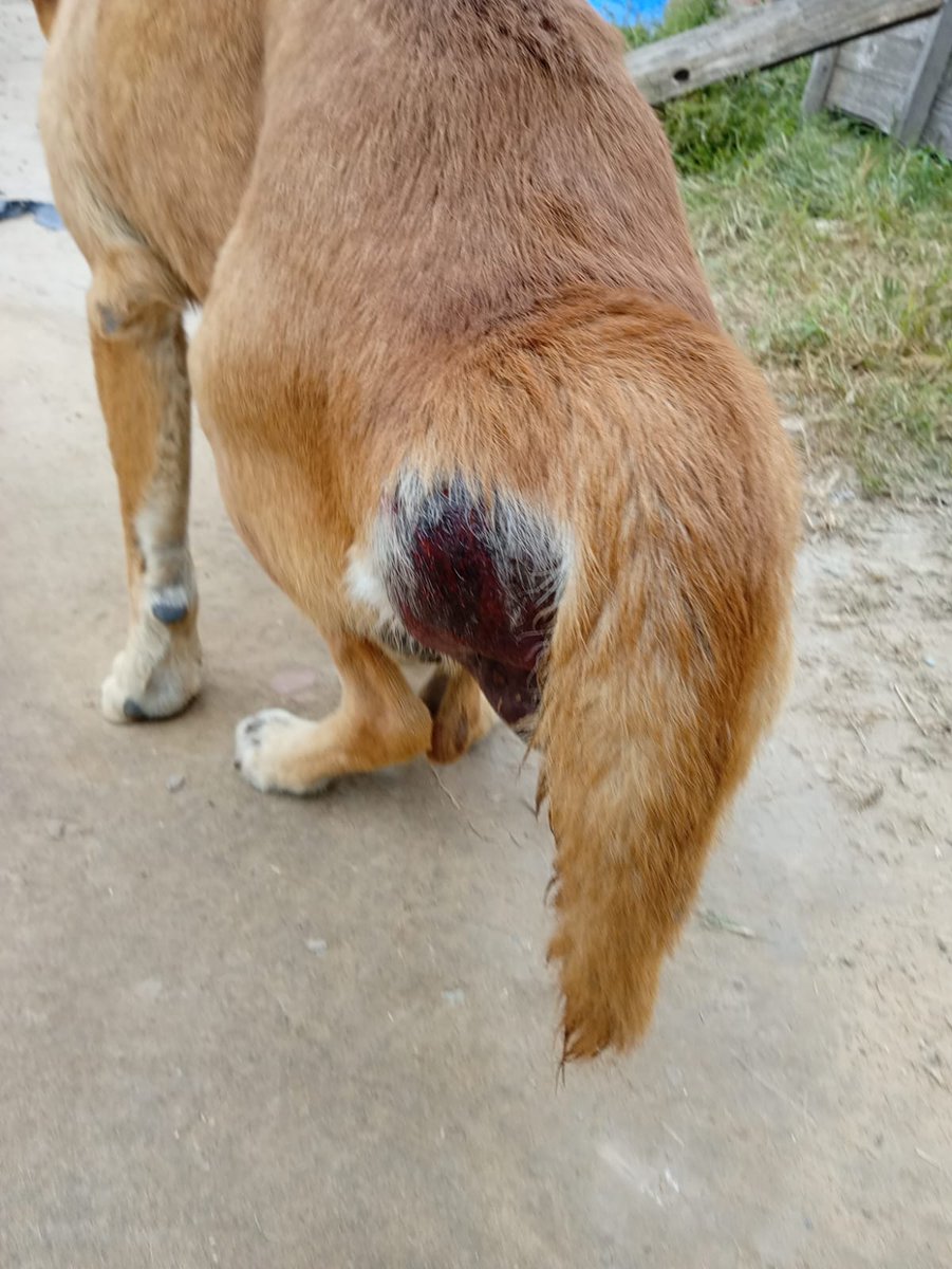 Ye94316774's tweet photo. Gente 🆘️me avisan recién, esta peor 😭
Lo desparcite, pero ahor esta peor.
Esta sufriendo! Alguien que tome el caso? Yo ahora pedí una vete a domicilio para que le saque caca y lo alivie pero necesita atención urgente 🆘️
Merlo Bs As 🇦🇷 
@balcan1111 
@balcanizada 
@JungParkAR https://t.co/6h2UgsUXDy