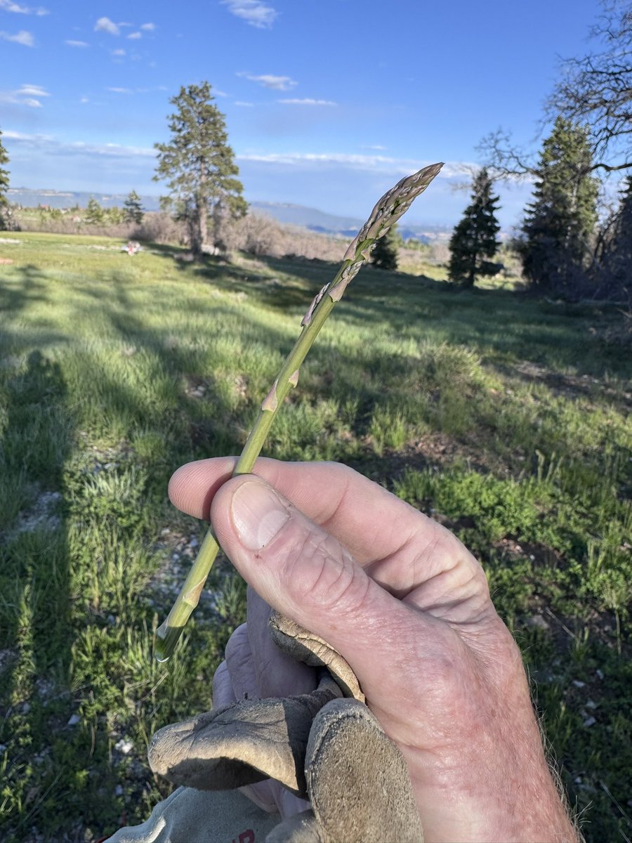 KA7HOS_UT's tweet photo. I had some fun on the mountain with the Yaesu 817nd running on the internal battery.   What a great little radio!  Took a walk up to the asparagus patch and found one little stalk, it was tasty!  73 https://t.co/Q1CShlM66x
