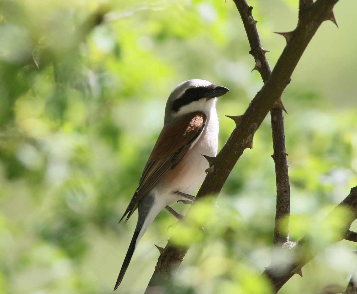 Davedack81's tweet photo. I went a few weeks later than normal and the valleys were full of Red Backed Shrike's, one of my favourite birds! https://t.co/2Vm7FMFsHE