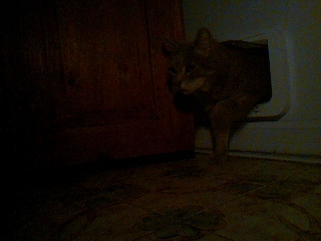 boosimba's tweet photo. Good evening Simba, aka Mr Handsome!

Catmonic (using LandingLens ConvNext-[29M]) says the likelihood of Simba is 98.4%

Auto-tweet from catmon2: 2026-05-31_213020.jpg https://t.co/cgKc62nDhi