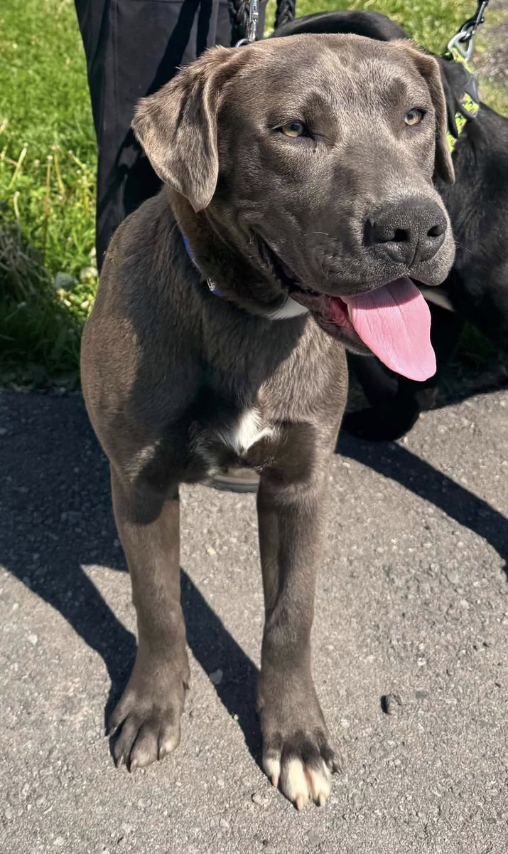 GuelphLostPets's tweet photo. SEEKING OWNER. These 2 male puppies - one black, one grey/brown - were found near Sideroad 17 &amp; 6th Line #Erin on May 29. If they're yours or you have any info about them contact Rob at Omega Canine Services: 905-877-6235 https://t.co/Py1ESpVL3A