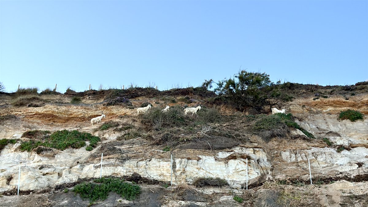 paulwitcombe's tweet photo. Local cliff goats. https://t.co/mmhucAJx2b