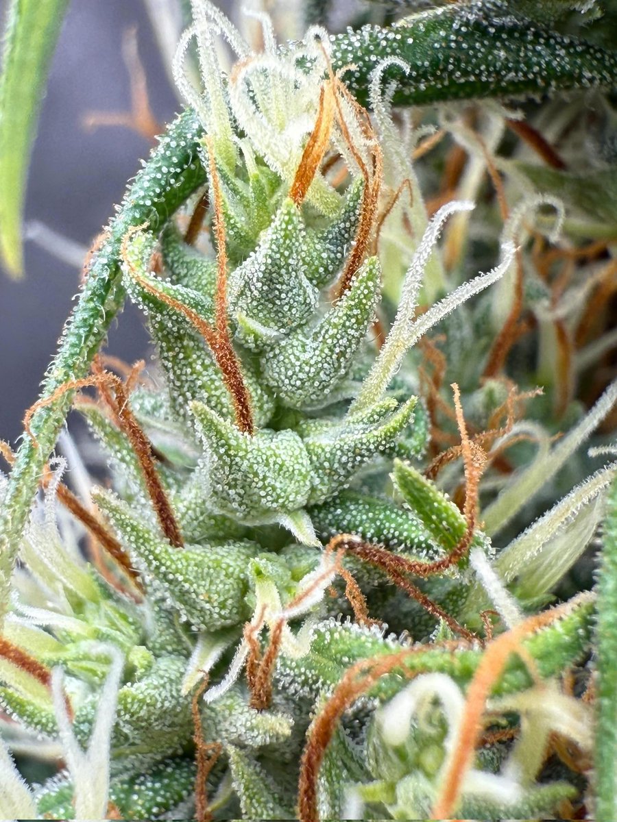 KhalifaGenetics's tweet photo. A remarkable 80s Durban Poison grown by a Khalifan.
Long Sativa spears, long bracts, long hairs and delicious Hazy/spicy/piney aromas 🌴
.
#sativa #landrace https://t.co/mITsgabxUd