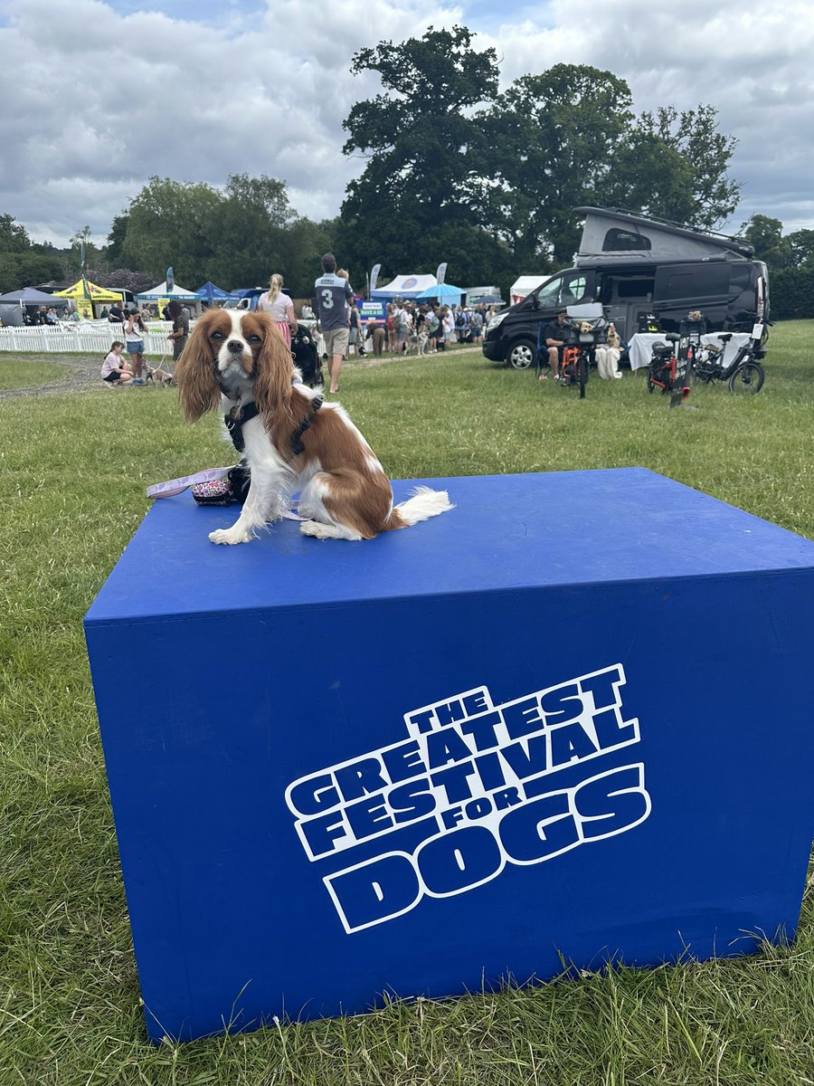 willowaz's tweet photo. Been a long weekend, but very fun weekend, making new friends for me and for Kyber! Dogstival is great fun
Means no stream today, but I’m off all week so will be plenty! 
Just chilling having some Taco Bell and watching Infinity War https://t.co/m4C2TdGZdC