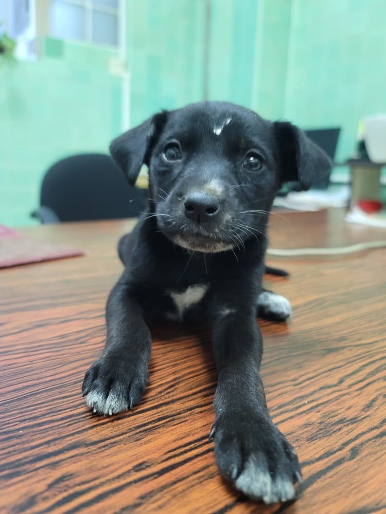 yaracalcagno's tweet photo. Difundo. Está bebé fue encontrada en la panamericana (casi la atropellan 😭) fue rescatada y ahora necesita un hogar que le de mucho cariño, tiempo y amor, se encuentra en el Instituto de Medicina Experimental (IME), cualquier cosa comunirse con: 04128214466 🦴 https://t.co/AvxdtDvKQh