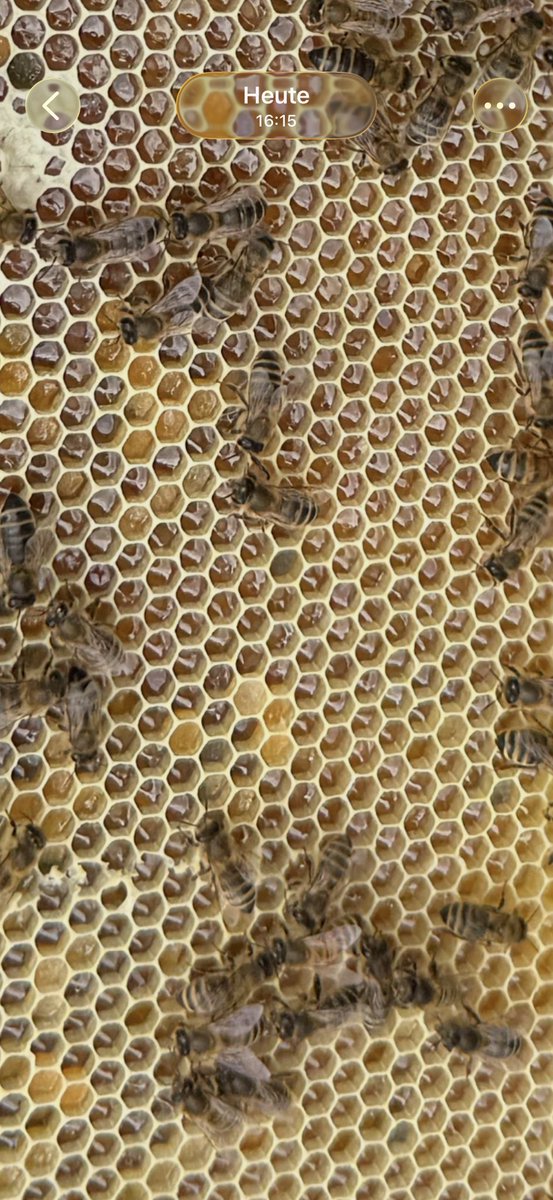 BeeHappy269's tweet photo. Vor zwei Wochen war das ein flaches Wachsbrett(sog. Mittelwand).
Schaut Euch die Farben an…und eine Wabe wie die andere…🐝☀️ https://t.co/bFe4LyWxlq