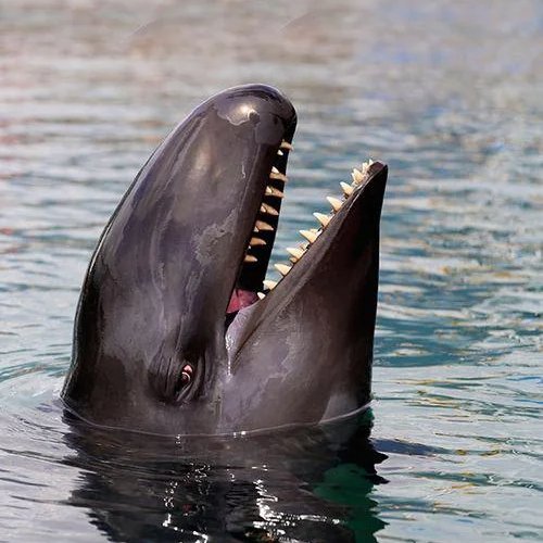 AMAZlNGNATURE's tweet photo. Meet the False Killer Whale, a lesser-known relative of the Orca.

Despite its name, the false killer whale is actually a large species of oceanic dolphin. These intelligent predators live in tropical oceans worldwide and hunt fish and squid in coordinated pods. https://t.co/ZgEGHu4VyX