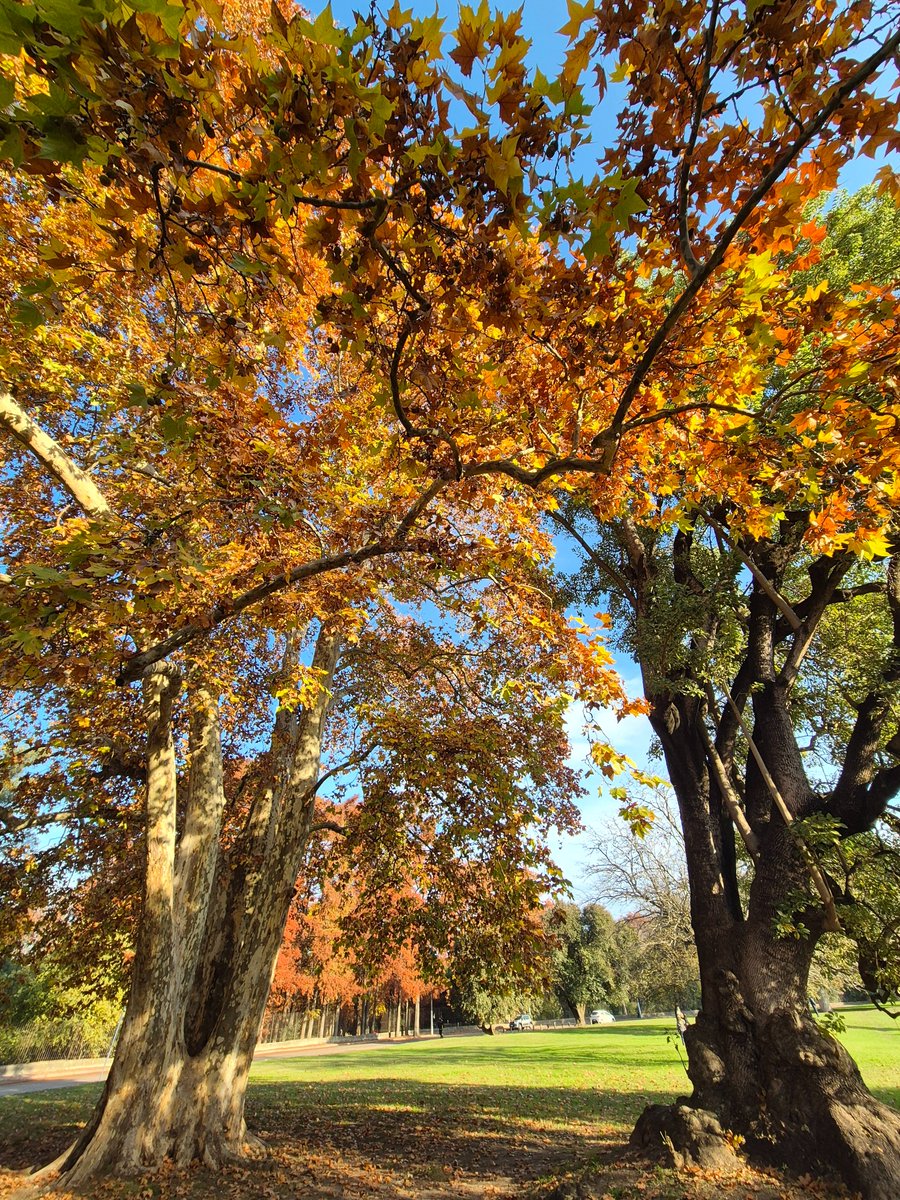 MagdalenaMpc's tweet photo. Otoño en #El Prado 💛 https://t.co/OjY0uKS7Rn