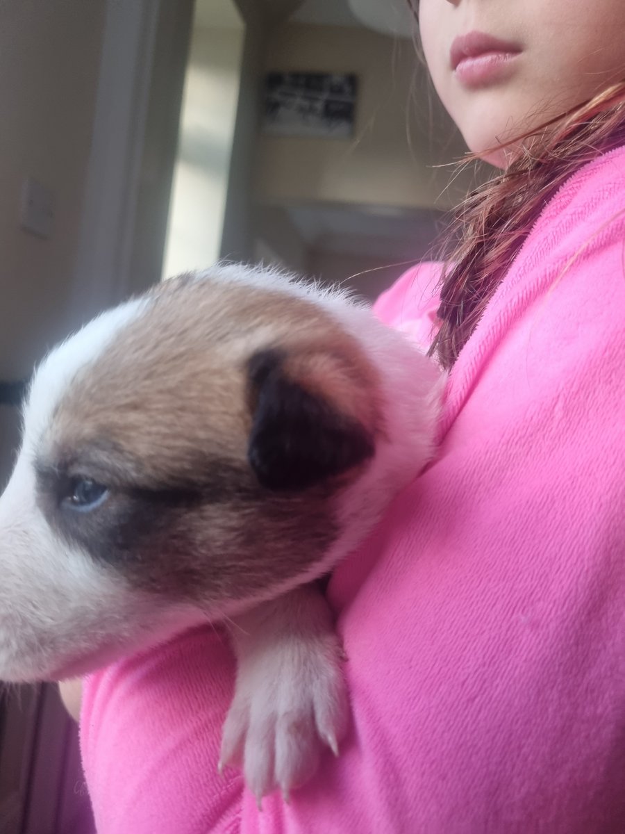 mo_racing's tweet photo. Warning Pup Alert. @BGBF_UK @GreyhoundBoard @studbookuk . 2 1/2 weeks old Lenson Whelan × Some Girl Isla https://t.co/A3nBurY1Yw