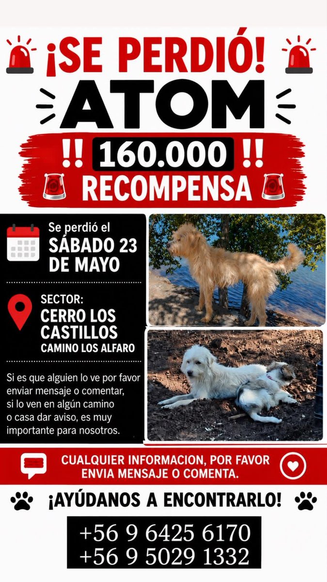 alegriagonzaa's tweet photo. 🔴🐶#Parral Atom sigue desaparecido

Se extravió el pasado 23 de mayo en el sector Cerro Los Castillos, Camino Los Alfaro.

Su familia ofrece una recompensa de $160.000.

@carolinapinoc @PerrosPlazaHuem @cleivamoris https://t.co/62iOuK03Ez