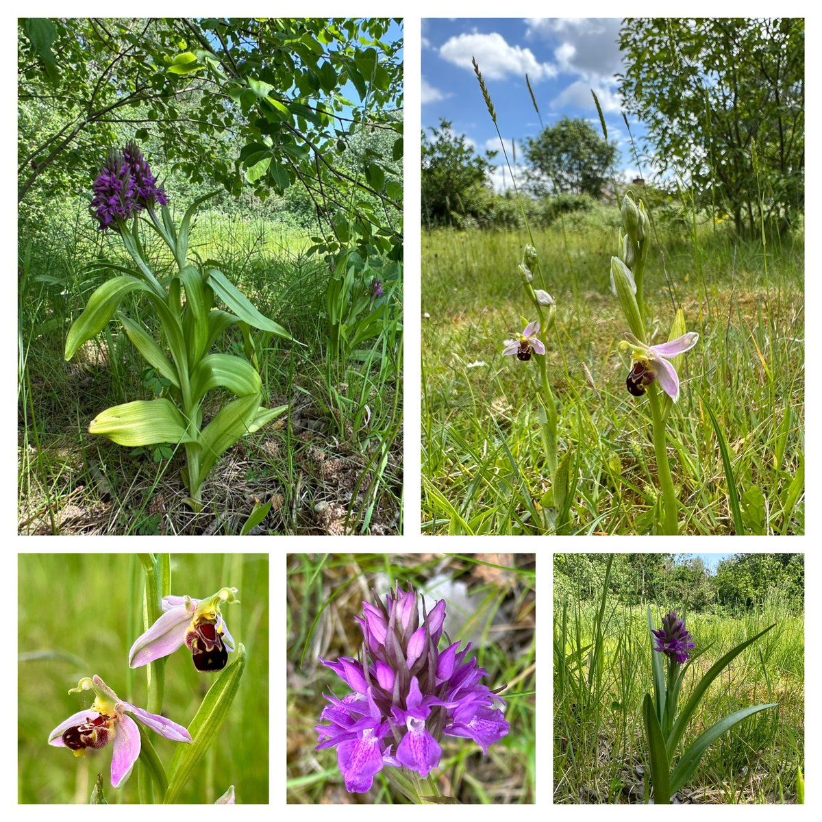 InsightUpNorth's tweet photo. The beauty of @ryebankfields Chorlton, Manchester - a local green space under threat of destruction by property developers. #wildflowerhour #orchidchallenge #nature #wellbeing #saveryebankfields https://t.co/JHTB7UetEx