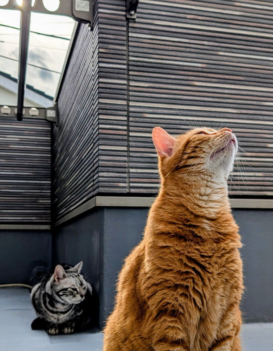_silver_cherry_'s tweet photo. 嵐が来そうな予感 🐈🐈‍⬛⚡☔

＃猫 ＃ねこ ＃ネコ ＃猫のいる暮らし
＃アメショー #アメリカンショートヘア https://t.co/ZxecsnX7C0