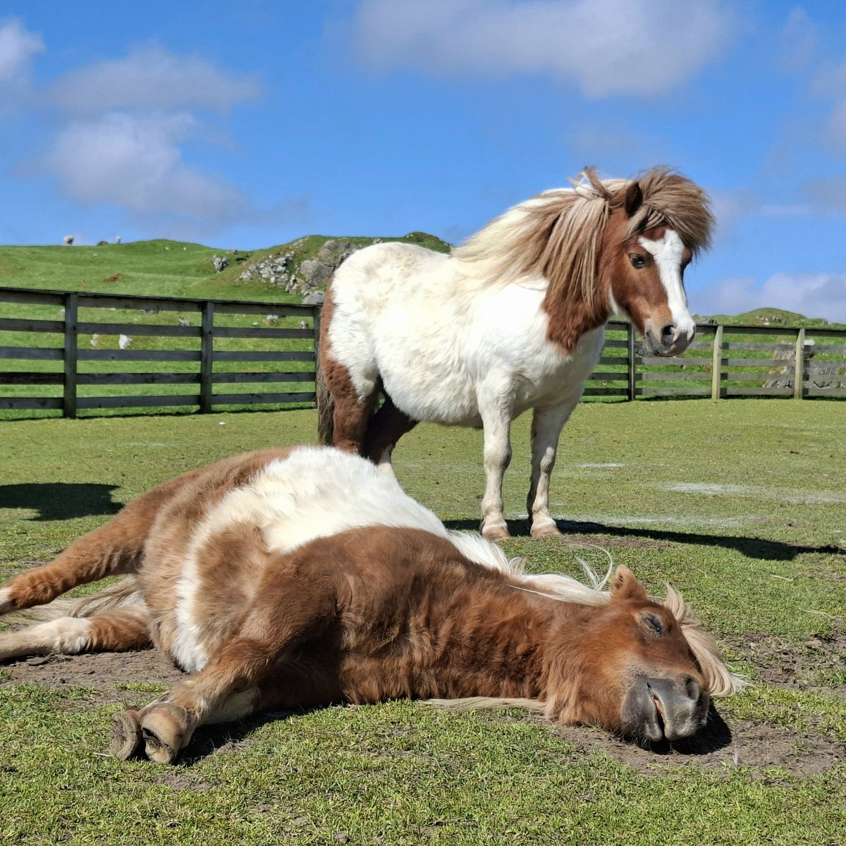 CatherineMMunro's tweet photo. Nap time #Shetland https://t.co/BCv52Sy8Ag