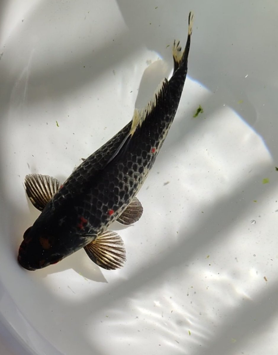 ベランダ金魚野郎。 tweet media