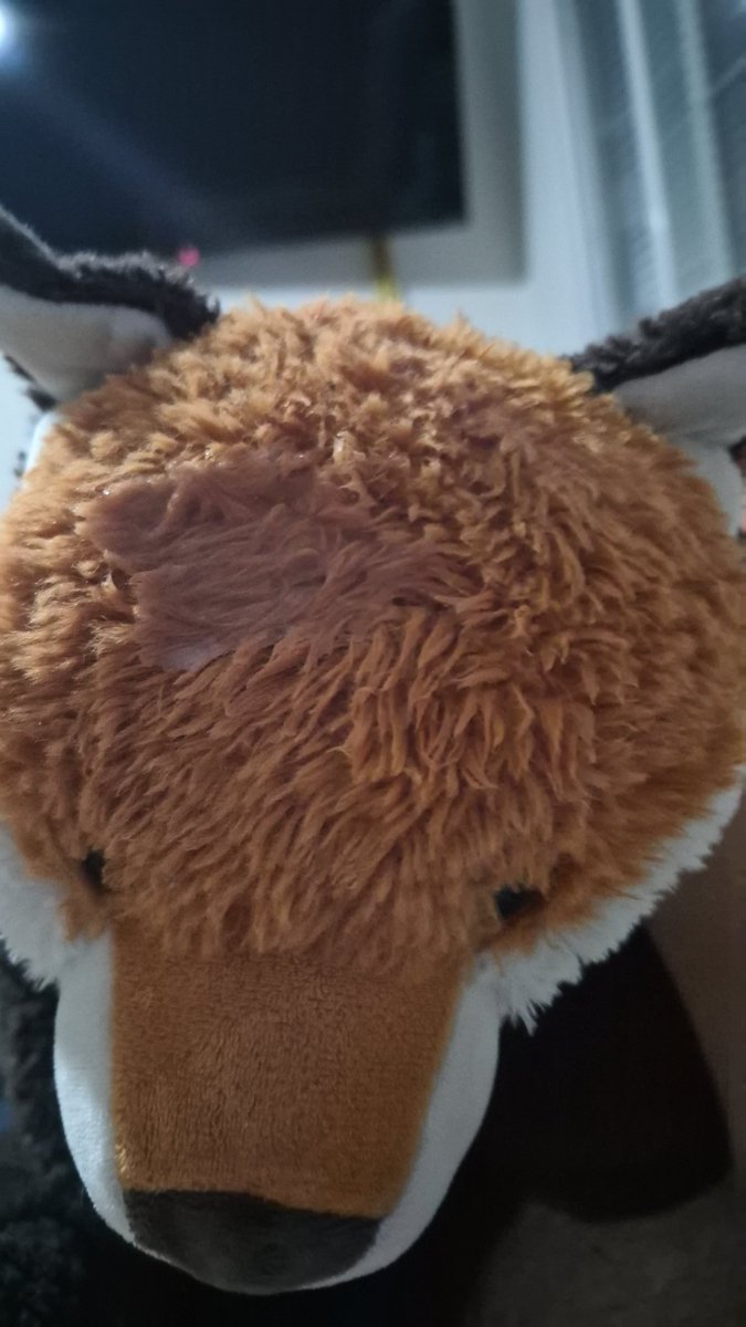 KiranB3rn4's tweet photo. Some pics to keep this account running and full of plushies https://t.co/NvgqvoukHs