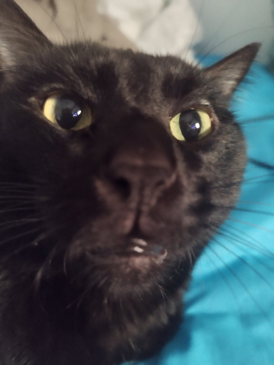 Scritsh's tweet photo. @KoriMeoww https://t.co/Cftli3LyaR
