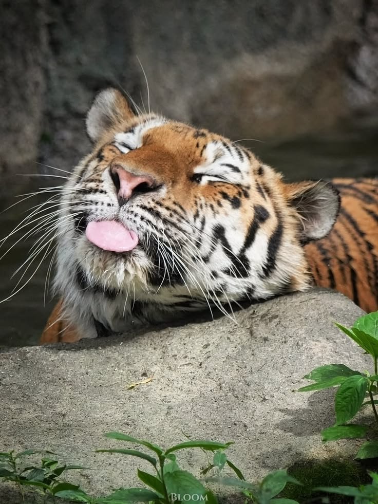 MiddleFur's tweet photo. Thinking about being a little fruity and getting my ears pierced. 🤔 https://t.co/N1qnxSUNTy