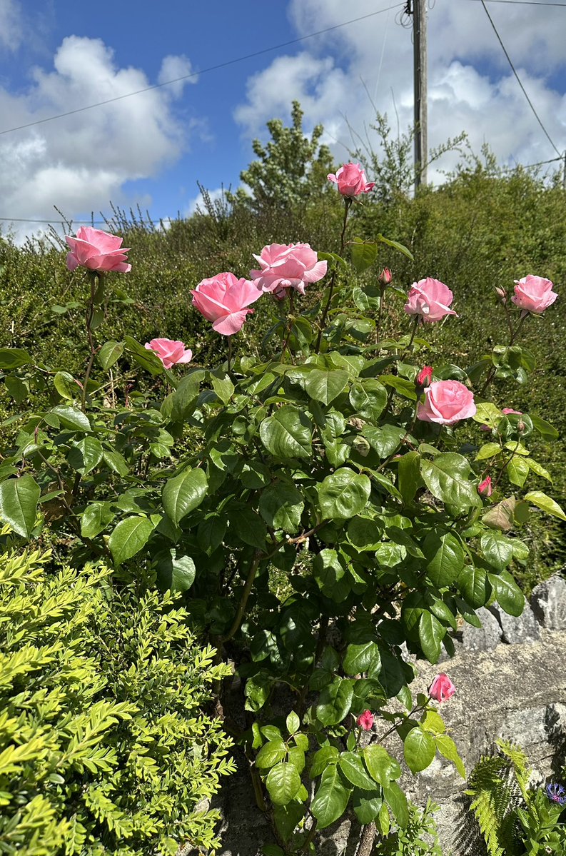 Pembs_Farm's tweet photo. The roses are putting on a show 🌹
Thinking of adding a few more to the cottage garden so suggestions for rose varieties with a good scent welcomed 😊 https://t.co/GeneT9HBDU