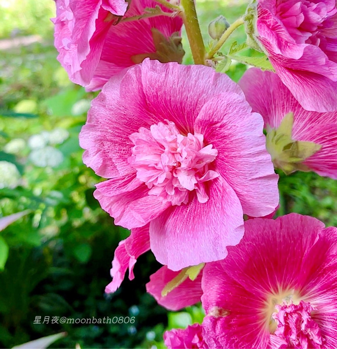 moonbath0806's tweet photo. 🌺

ちりめんの 和紙のような
花びらの 質感  タチアオイ  𖤥𖥧𖥣⋆*

   ┈┈┈┈••❄︎••┈┈┈┈

6月もよろしくお願いします(* ᴗ͈ˬᴗ͈)”🎀⟡.·*

#タチアオイ  #立葵 
#TLを花でいっぱいにしよう 
#写真好きな人と繋がりたい https://t.co/OLwBANl6vZ