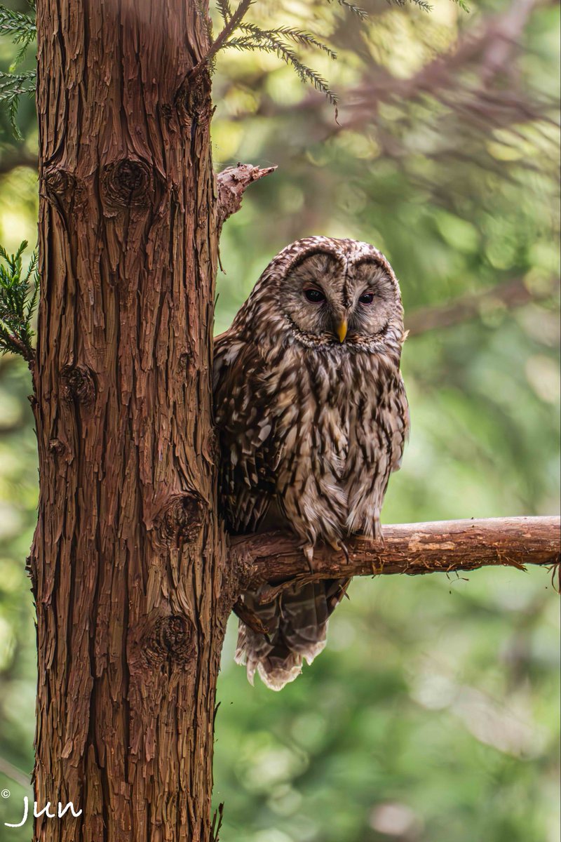 jun_worldview's tweet photo. For centuries, owls have been symbols of wisdom.

Standing beneath this one, I understood why.

🦉📷

#Owl #BirdPhotography #NaturePhotography https://t.co/LeTh8ikmjG