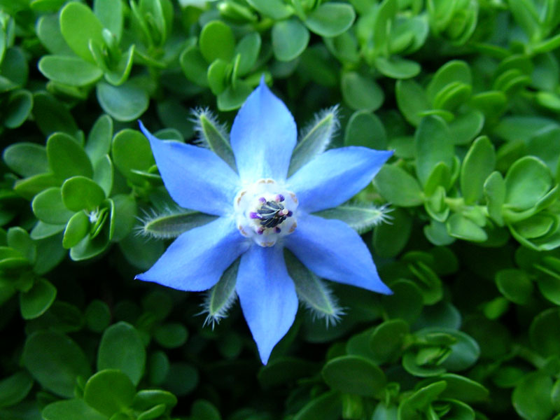 vinbrown's tweet photo. Once in a blue moon, I find a 6-petaled borage flower in the garden. https://t.co/KZEtYrjXLH