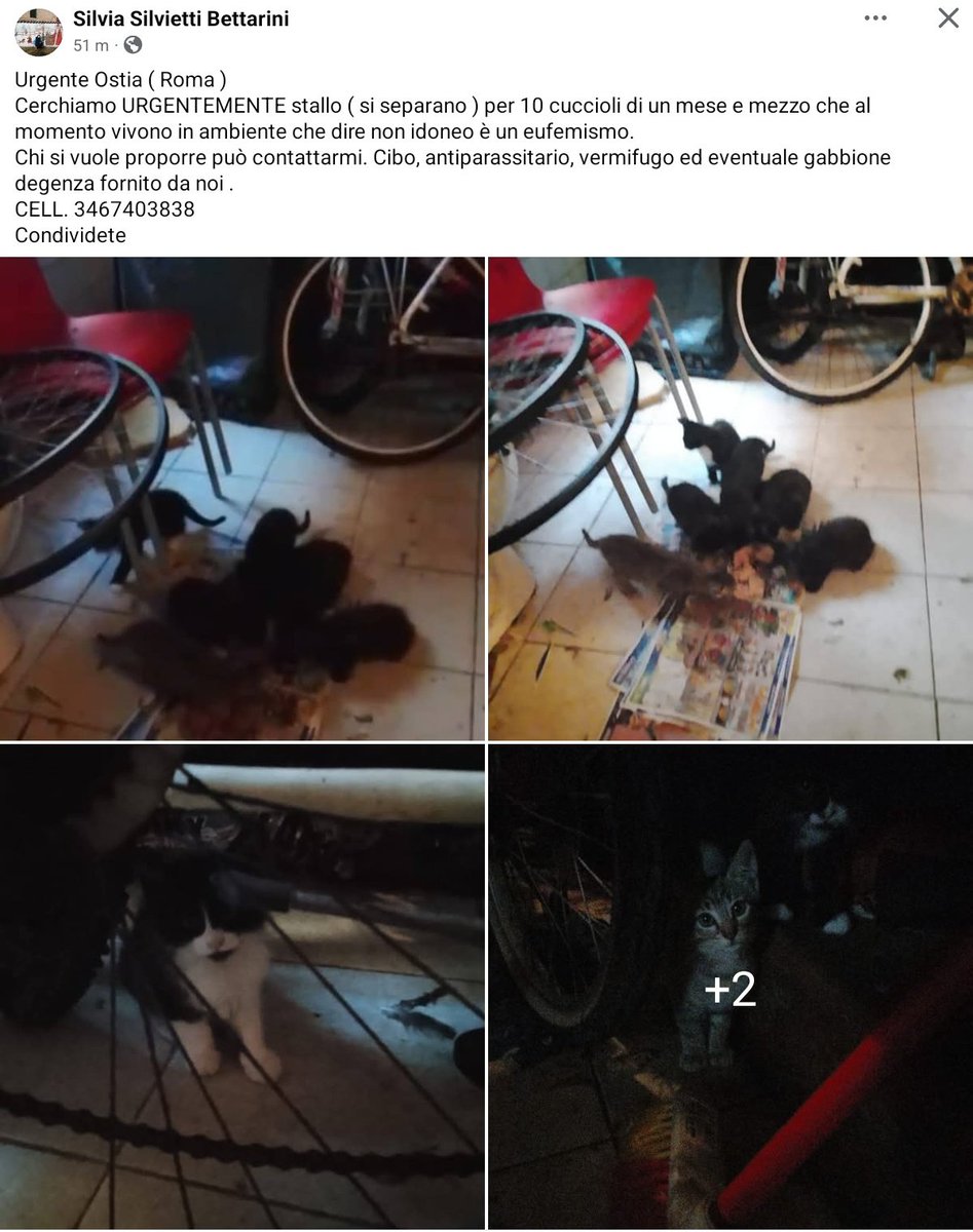 unonlus's tweet photo. 🚨URGENTE OSTIA🚨 Cerchiamo #stallo immediato per 10 cuccioli di un mese e mezzo in ambiente non idoneo. Cibo, antiparassitario, vermifugo e gabbione forniti. Per proporsi contattare Silvia al 3467403838. Fate girare! 🙏🐾 #Ostia #Emergenza #Gattini #silvia https://t.co/gROidyOsv6