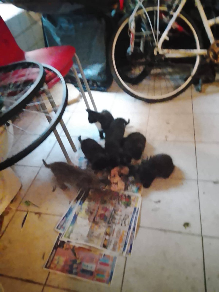 unonlus's tweet photo. 🚨URGENTE OSTIA🚨 Cerchiamo #stallo immediato per 10 cuccioli di un mese e mezzo in ambiente non idoneo. Cibo, antiparassitario, vermifugo e gabbione forniti. Per proporsi contattare Silvia al 3467403838. Fate girare! 🙏🐾 #Ostia #Emergenza #Gattini #silvia https://t.co/gROidyOsv6