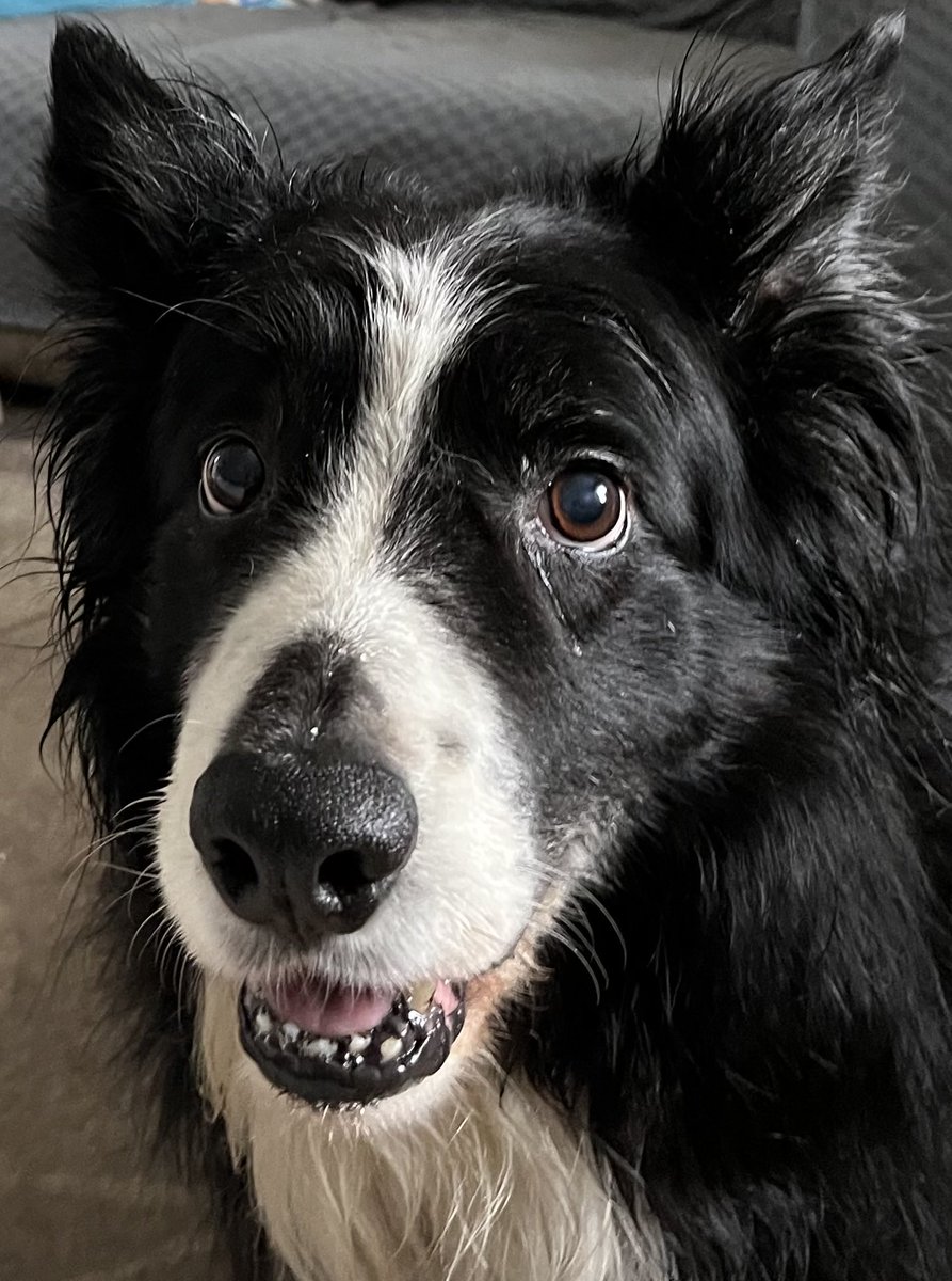 NJMcLaughlin60's tweet photo. Happy 11th birthday to my special boy Loki https://t.co/r9uCTOvpmm