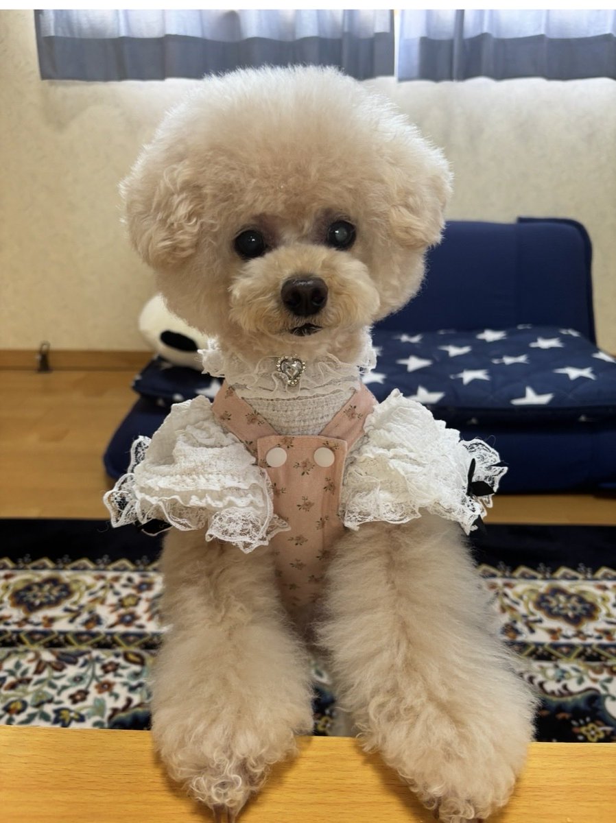 まんまるここあちゃん🎀 丸くて可愛いしお洋服も めちゃ可愛くて似合っ