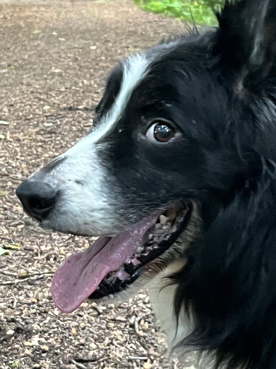 NJMcLaughlin60's tweet photo. Happy 11th birthday to my special boy Loki https://t.co/r9uCTOvpmm