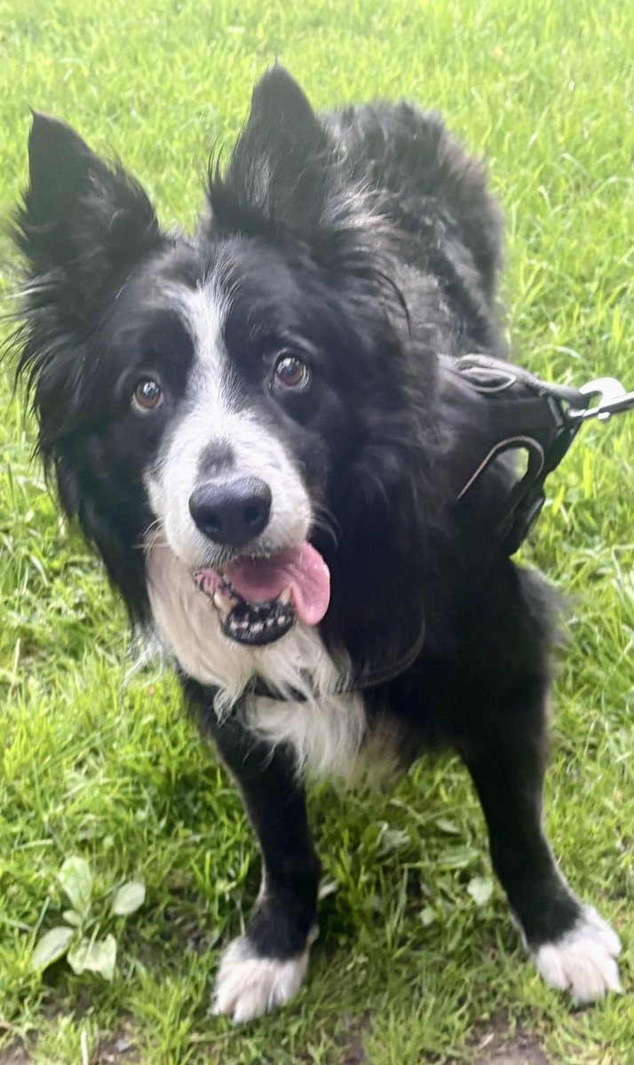 NJMcLaughlin60's tweet photo. Happy 11th birthday to my special boy Loki https://t.co/r9uCTOvpmm