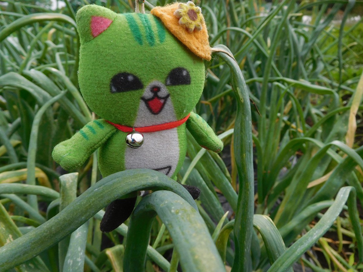 Post by のらねこくん on X: おはのらー