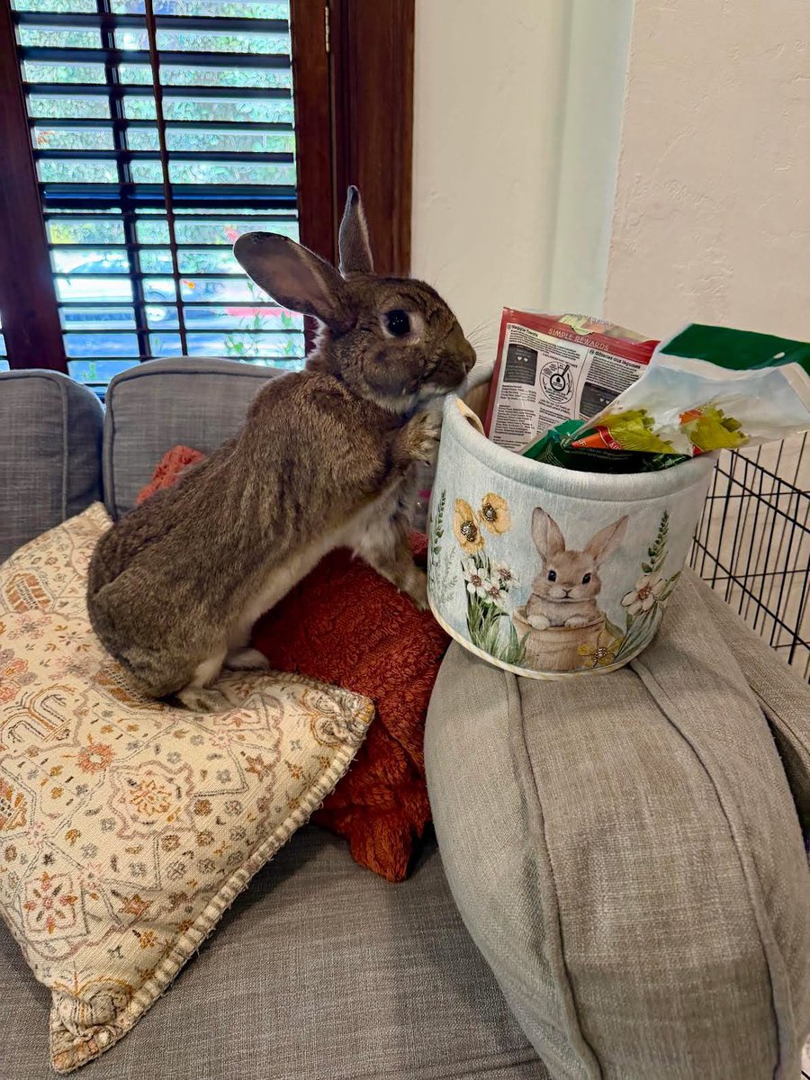HouseRabbit's tweet photo. Nutkin is our most handsome eligible bachelor. 😍 He enjoys leisurely days filled with ear massages and forehead pets. If you’re looking for a sweet and outgoing rabbit, he’s the furry family member for you! 🤎🐇

Submit an adoption application at https://t.co/R2EjfYEU8L https://t.co/nlLAEPZ9xY