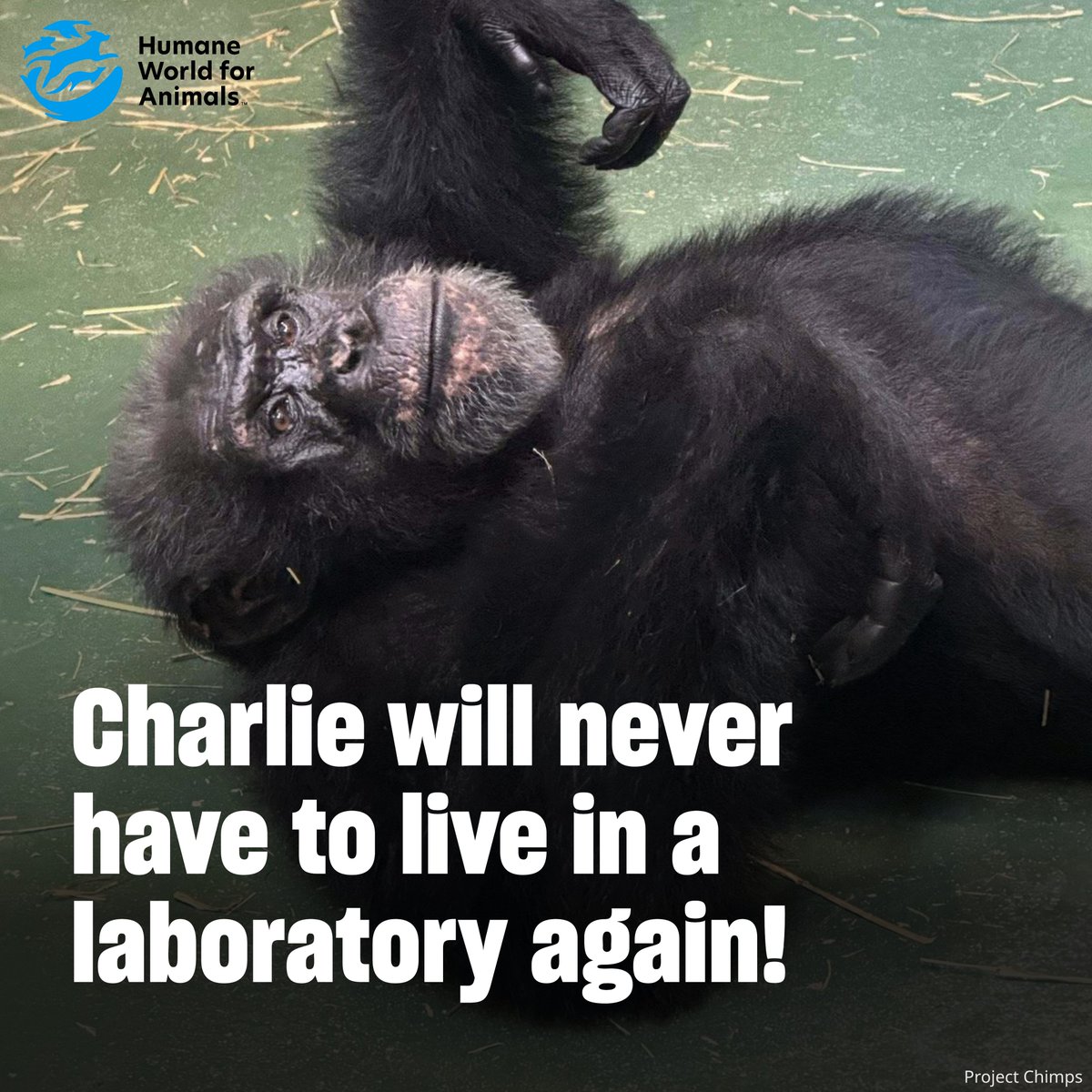humaneworldeat's tweet photo. Six chimpanzees recently left a US laboratory where they had lived for decades—and we’re so thrilled to report that all six arrived safely at @projectchimps, a sanctuary in Georgia for chimpanzees who were used in harmful experiments! 💗

One of those chimps is Charlie! 👋🏽 https://t.co/ewiyrw7tzt