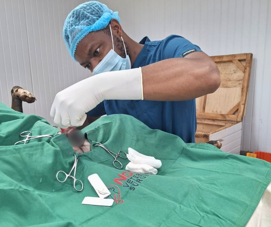 Network4Animals's tweet photo. GOOD NEWS 🫶 Thanks to your compassion, 39 rescued dogs at the Nairobi Feline Sanctuary in Kenya have been sterilized 🐶🐕

👉 Become a monthly donor &amp; help protect vulnerable animals worldwide: https://t.co/IHys9UgNvK. https://t.co/mrqNOD2GqA