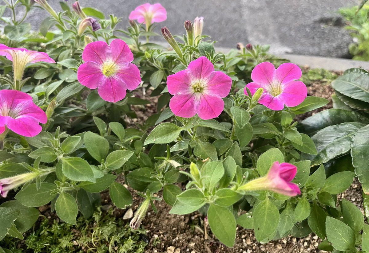 phamthu71166610's tweet photo. 💖💐💚2026-06-01 💖💐💚

忍耐を植えた場所には、静かに美しさが育つ。
Small blossoms can brighten an entire day.

#love #vietnam #peace #Lifelong https://t.co/vy2xH1p5i6