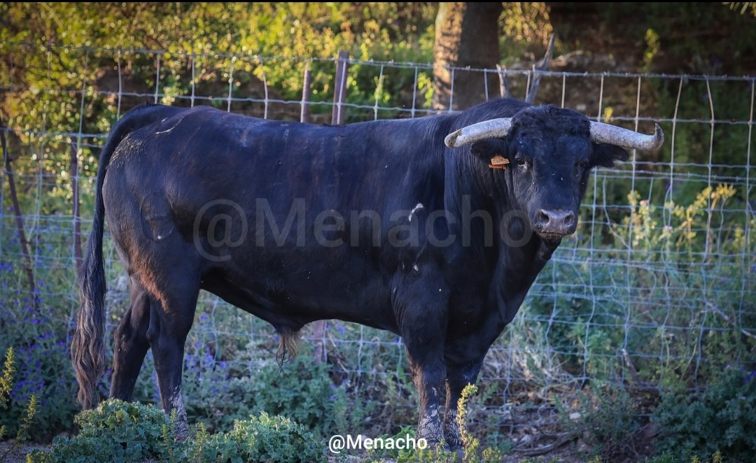 Menacho tweet media