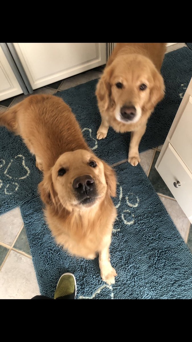 CoachGHudson's tweet photo. @PeterVecsey1 Huck and Finn. Blessed are those who have earned the love of an old dog,❤️ https://t.co/3gCn2BKa4U