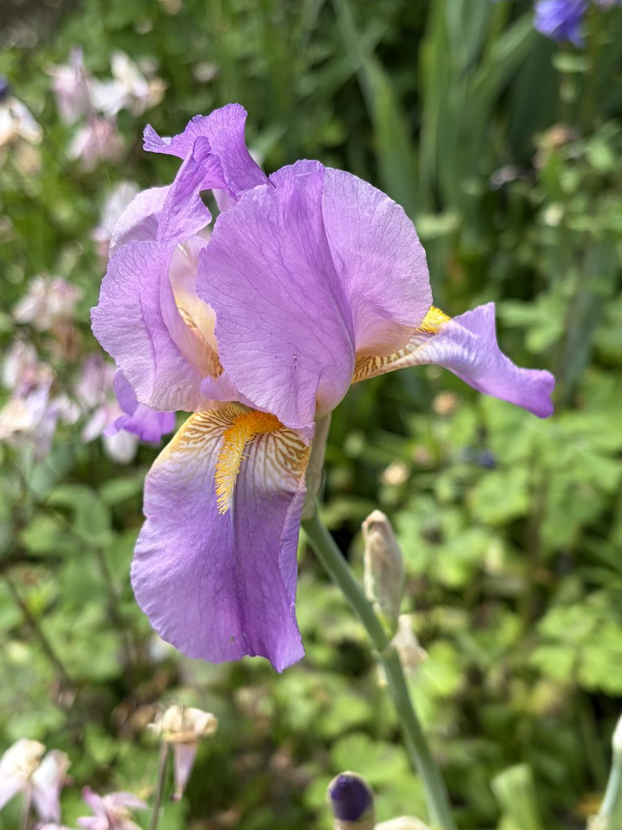 Snowdropman's tweet photo. Some more Cedric Morris irises in flower today - ‘Benton Old Madrid’, ‘Storrington’, ‘Benton Susan’ and ‘Benton Caramel’. #fairviewyearround https://t.co/ybLWIiaTmb