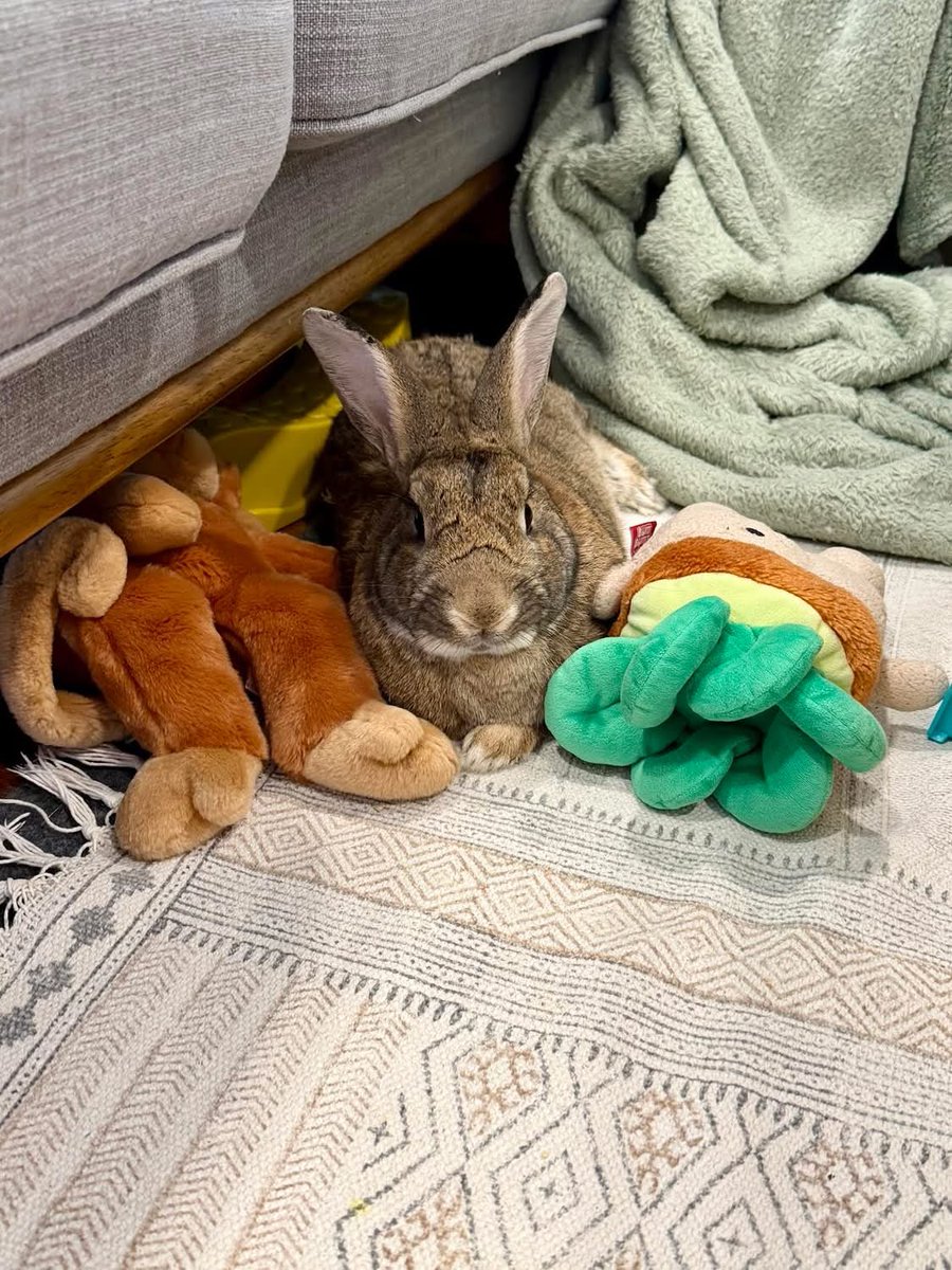 HouseRabbit's tweet photo. Not in the San Francisco Bay Area? Visit your local shelters and rescues to meet adoptable rabbits in your community. https://t.co/bnlqcghxja 💖🐰 https://t.co/eBeQDpWYCS