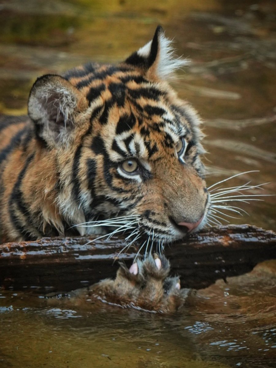 SwimShingo's tweet photo. 気持ち良さそうな水遊び🐯
#スマトラトラ #上野動物園 #sumatrantiger　#tiger https://t.co/UoDTe3KcIU