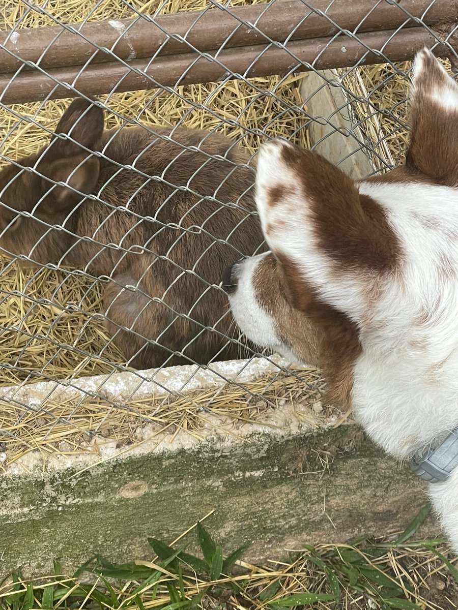 QuartzAmy's tweet photo. brought my dog to a hotel today and they had these bunnies, he couldn’t stop staring at them lol https://t.co/zPYq7rtReJ
