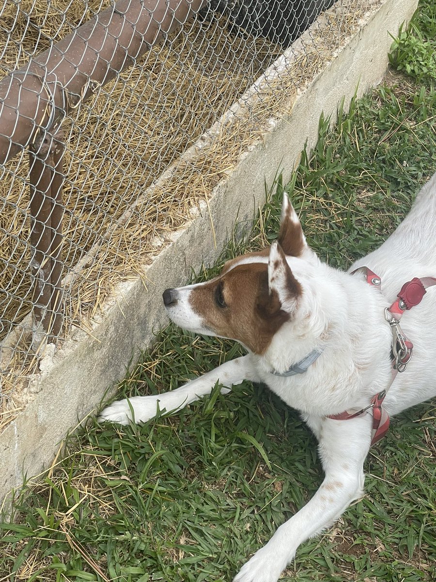 QuartzAmy's tweet photo. brought my dog to a hotel today and they had these bunnies, he couldn’t stop staring at them lol https://t.co/zPYq7rtReJ