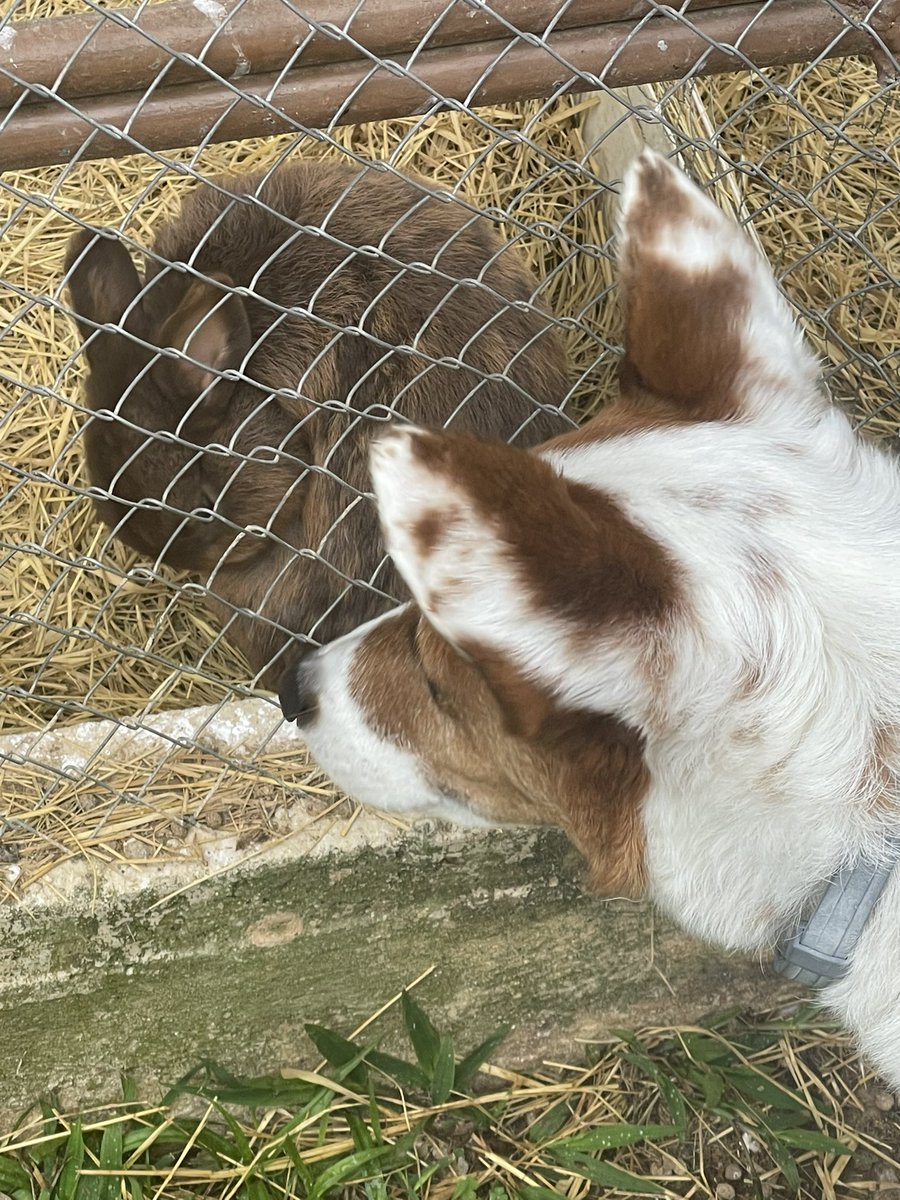 QuartzAmy's tweet photo. brought my dog to a hotel today and they had these bunnies, he couldn’t stop staring at them lol https://t.co/zPYq7rtReJ