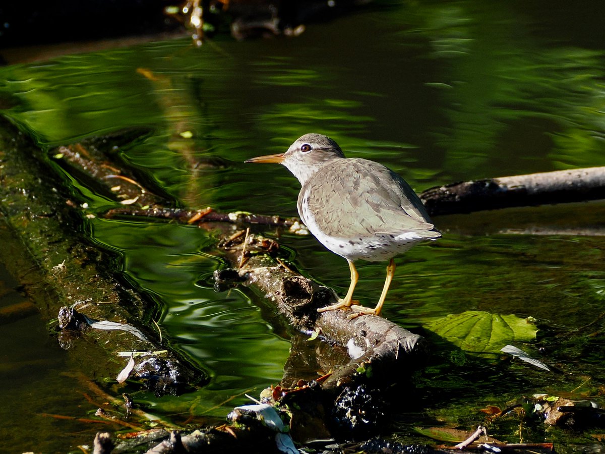 mawgdn's tweet photo. Spotted #Sandpiper foraging at the edge of the water run-off #WaderWednesday #birdwatching Clove Lakes Park 05/29/26 https://t.co/mKQ1KbdHz3