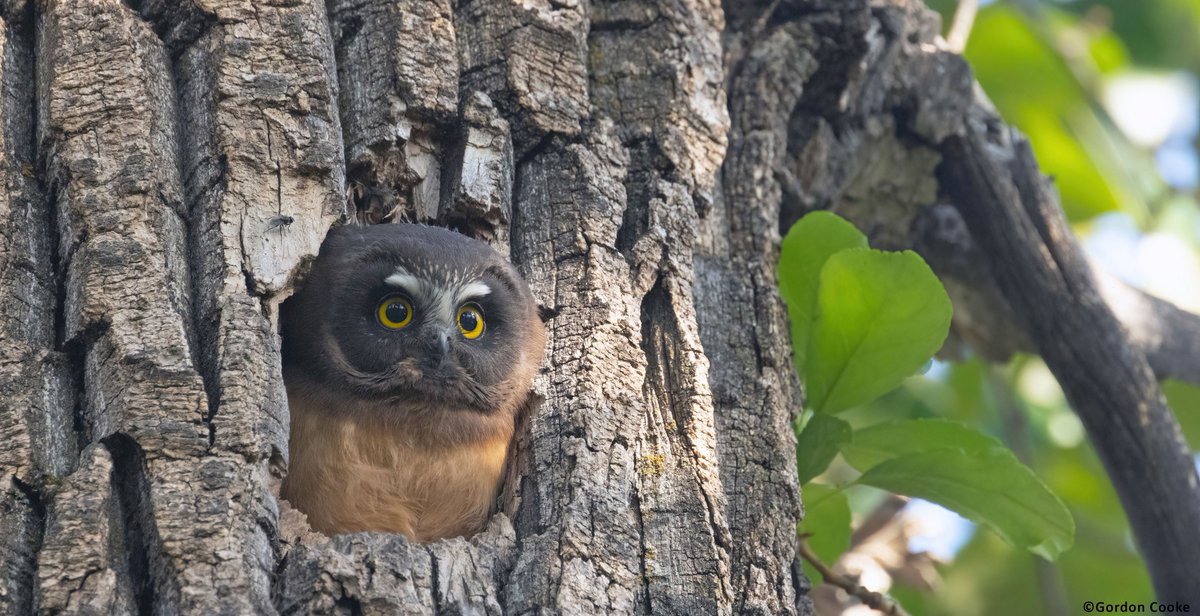 GordonCooke9's tweet photo. New one for me. I have photographed the adult saw-whet owls before, but the first time photographing the owlets. Pictures taken May 28 2026, at an undisclosed location in Alberta. #birds #owls #Alberta #nature #wildlife #photography https://t.co/GL8CwfnhvA