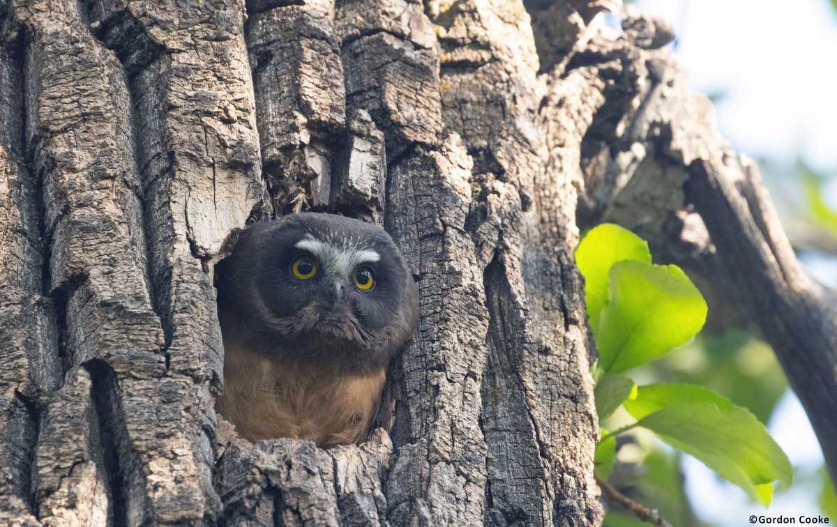 GordonCooke9's tweet photo. New one for me. I have photographed the adult saw-whet owls before, but the first time photographing the owlets. Pictures taken May 28 2026, at an undisclosed location in Alberta. #birds #owls #Alberta #nature #wildlife #photography https://t.co/GL8CwfnhvA